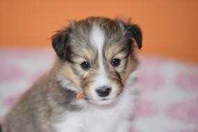 Puppy Shetland Sheepdog Pup