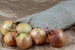 Ripe unpeeled onions