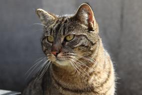 Cat Feline Look