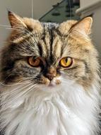 portrait of a fluffy milo ocote