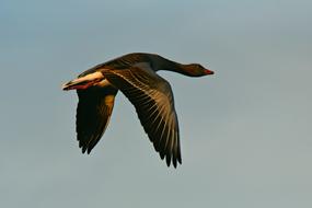 Goose Bird Animal