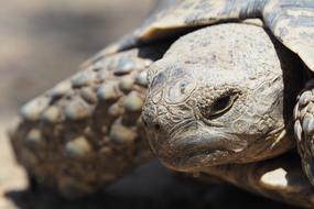 Turtle South Africa Tortoise