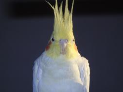 Cockatiel Parrot Cockatoo