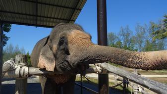 Elephant Thailand Retreat
