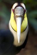 Exotic Bird Colorful