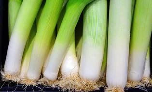 Leek green roots