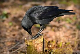Jackdaw Bird Animal