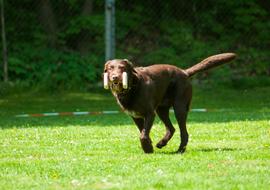 Dog Race Obedience