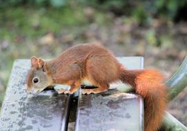 The Squirrel Rain Bench