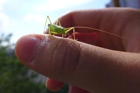 Insect Man And Nature Viridissima