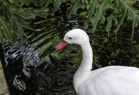 Water Bird Animal