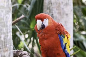 Bird Parrot Red