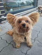 Dog Gismo Cute Big