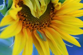 Sunflower Insect Nature