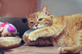 Cat Red Red-Headed