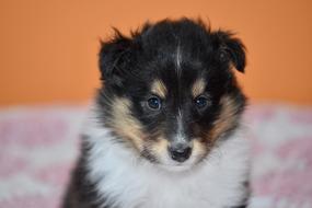Puppy Shetland Sheepdog