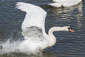 swan running on water