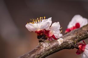 Flowers Spring Apricots