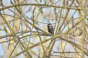 Chickadee Spring Bird
