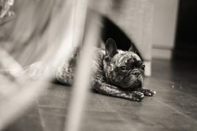 Dog Relaxed Relax