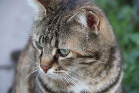 Cat Beautiful Animal