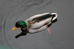 floating duck with a green head