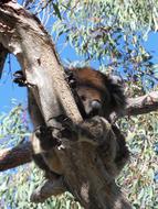 Koala Lazy Eucalyptus