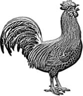 chicken domestic fowl fowl bird