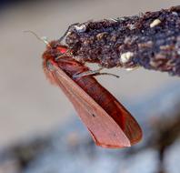 Ruby-Tiger Moth Wings