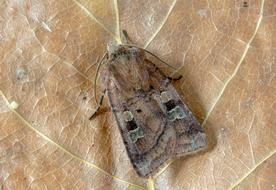 Small-Square-Spot Moth Wings