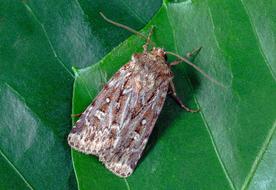 True-Lovers-Knot Moth Wings