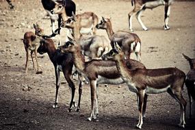 Cervidae Deer Animal