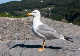 Seagull water Bird On coast