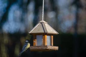 small bird at the lodge feeder
