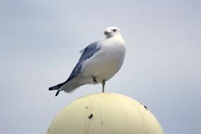 white bird on a balloon