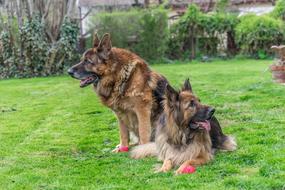 Dogs German Shepherd Canine