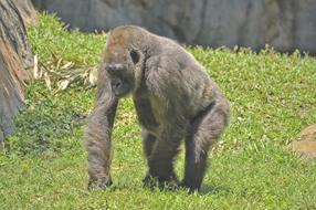 Gorilla Mammal Animal