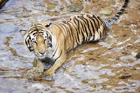 Tigers Wildcats Animals