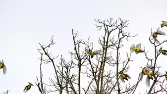 Cedar Waxwing Bird