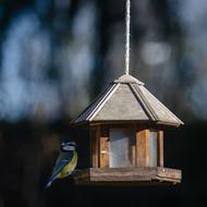 Bird Tit Blue