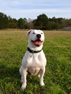 American Bulldog Pitbull Animal
