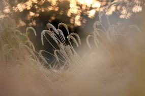 beautiful yellow wheat