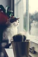 cat waiting at the window