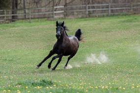 Horse Speed Animal