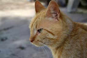 Cat Pets Animals