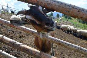 Goat Animal