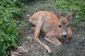 Animal The Carpathians