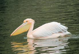 Pelican Pink Bird