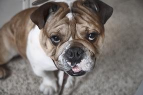 Bulldog Dog Animals