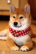 Dog Pet Japanese